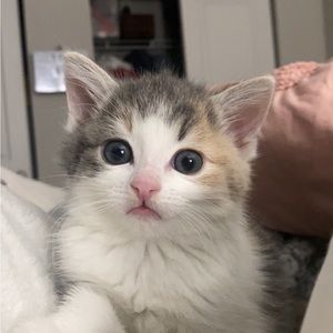 Meet your Posher, Madison